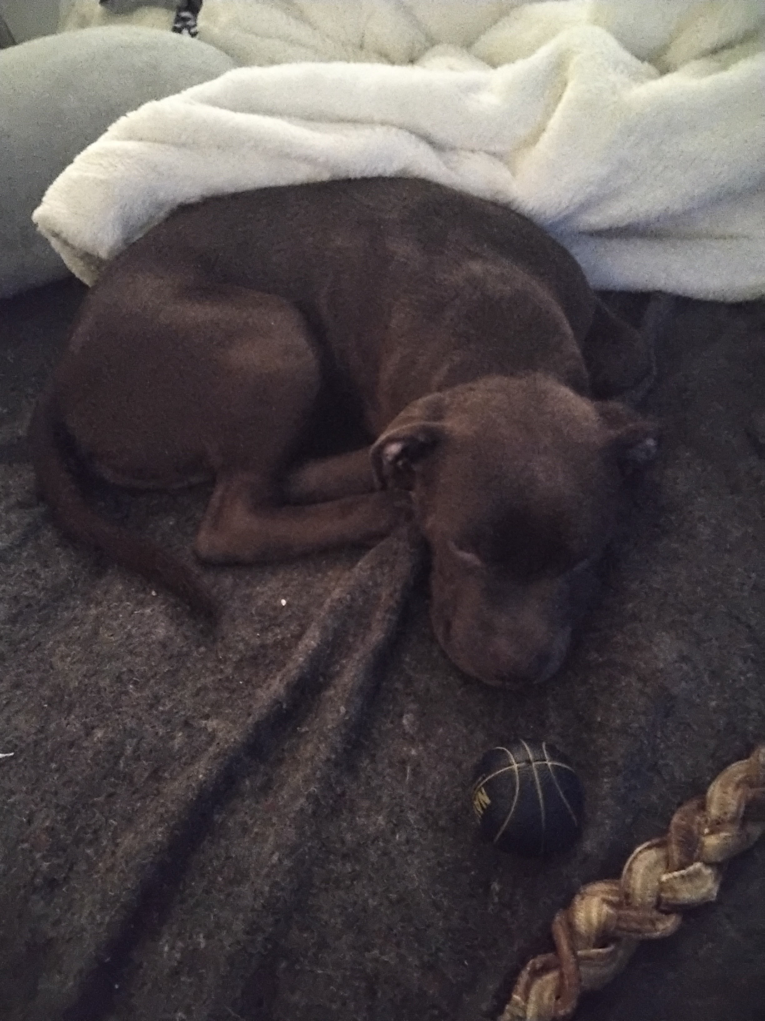 Blue the Bluenose Pitbull